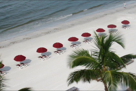 a group of palm trees on a beach