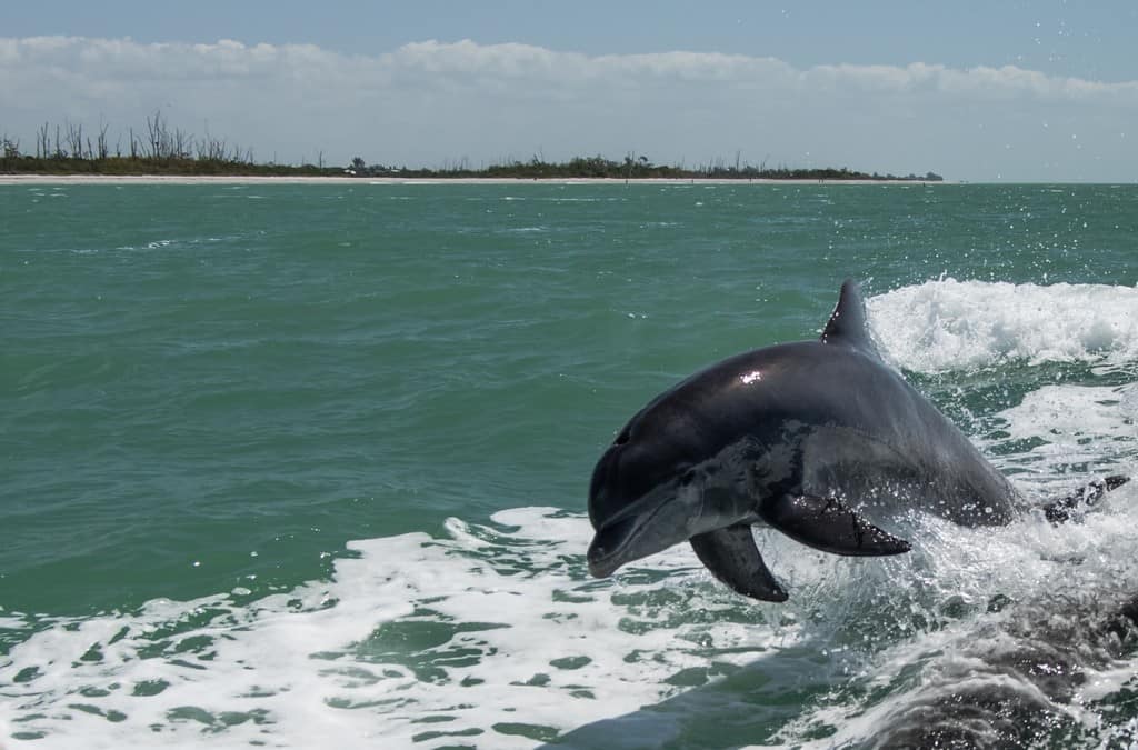 Jumping Dolphin in Florida a man riding a wave on a surfboard in the water