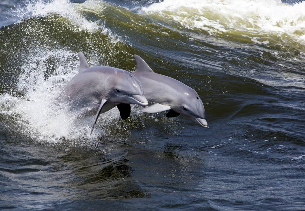 Two Bottlenose Dolphin (Tursiops truncates) a dolphin jumping out of the water