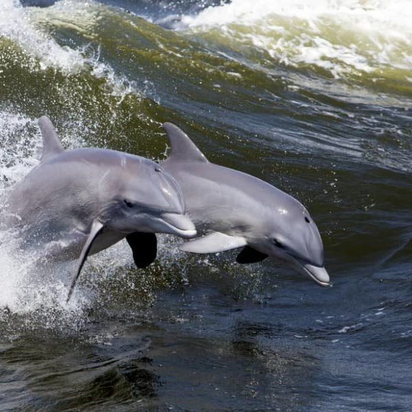 a dolphin jumping out of the water