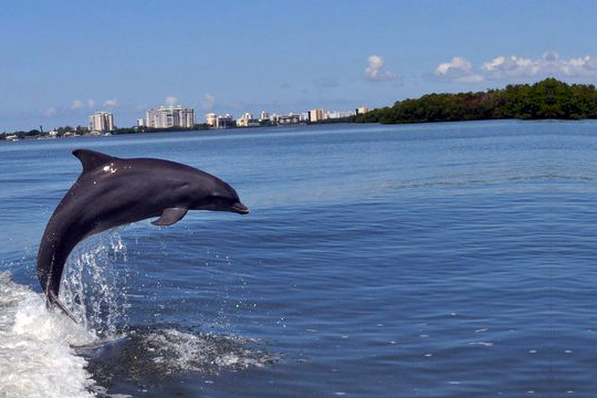 a dolphin swimming in a body of water